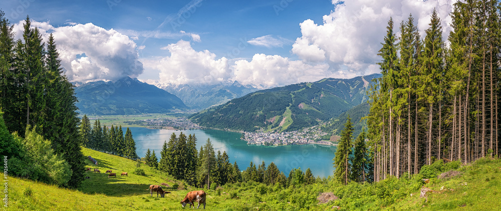 Idyllic alpine landscape with cows grazing and famous Zeller Lake