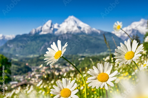 Beautiful blooming flowers with snow-capped mountain tops in the Alps in spring