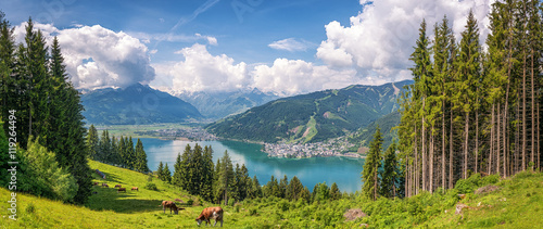 Idyllic alpine landscape with cows grazing and famous Zeller Lake