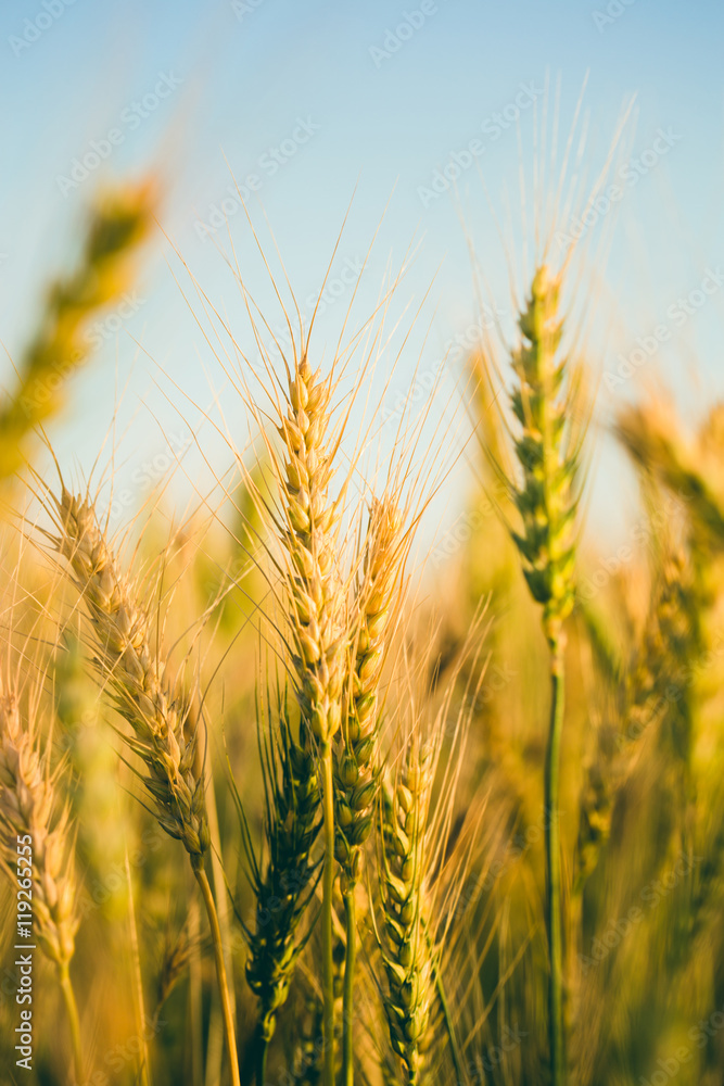 ears of wheat against the sky ears of wheat against the sky