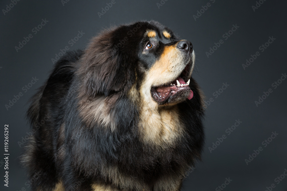 Beautiful big Tibetan mastiff dog Beautiful big Tibetan mastiff dog