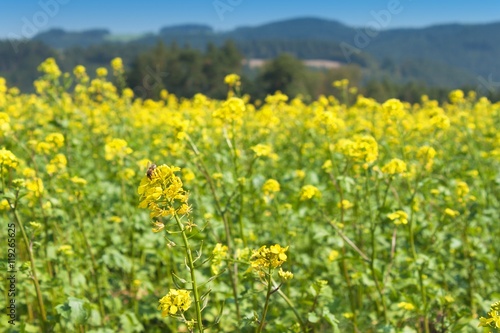 Field mustard, blurred background. Growing crops. 