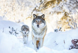 Two wolves in cold winter forest