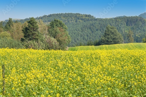 Field mustard, blurred background. Growing crops.   © martinfredy