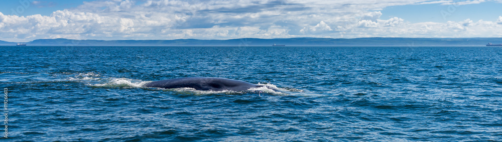 Obraz premium baleine bleue