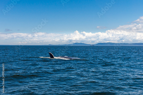 baleine bleue © Eléonore H