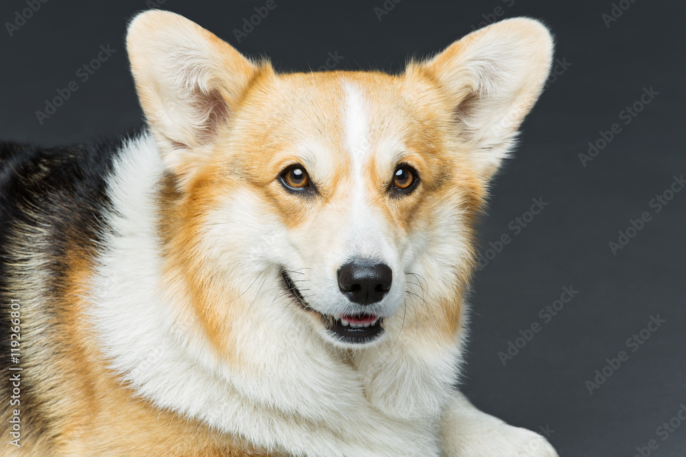 Beautiful welsh corgi dog Beautiful welsh corgi dog