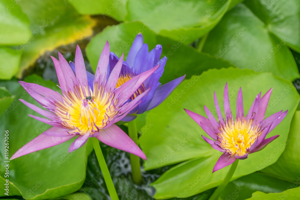 Close up lotus flower and lotus flower plants Close up lotus flower and lotus flower plants