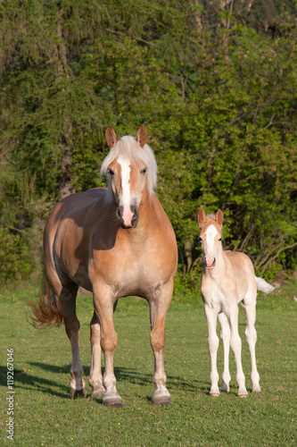 Mother with her foal - haflinger