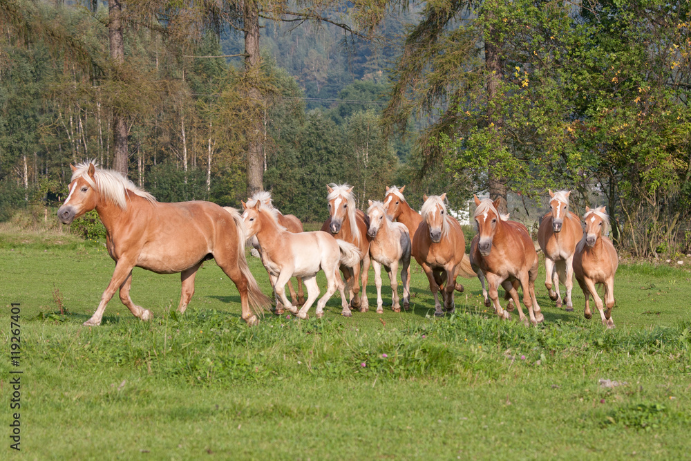 Herd of horses with foals running on meadow Herd of horses with foals running on meadow