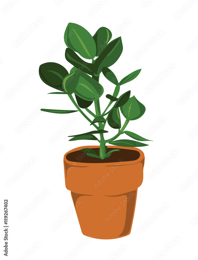 Leafy pot plant