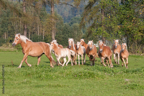 Herd of horses with foals running on meadow