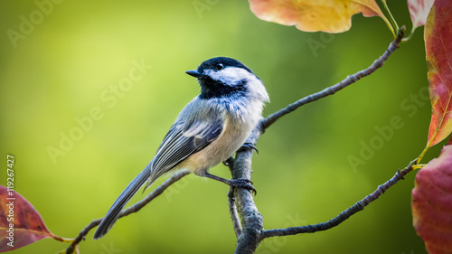 A black-capped chickadee perched on the branch of a sourgum tree with red fall-colored leaves