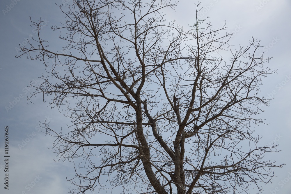dry branch tree in nature garden
