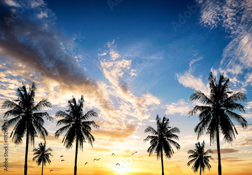 Fototapeta Naklejka Na Ścianę i Meble -  Coconut seaside landscape in the sunset (sunrise)