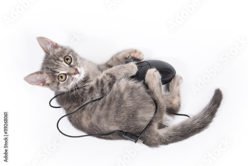 Fototapeta Naklejka Na Ścianę i Meble -  beautiful small kitten plays with the computer mouse