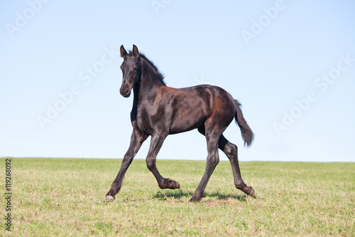 Portrait of nice foal - friesian horse