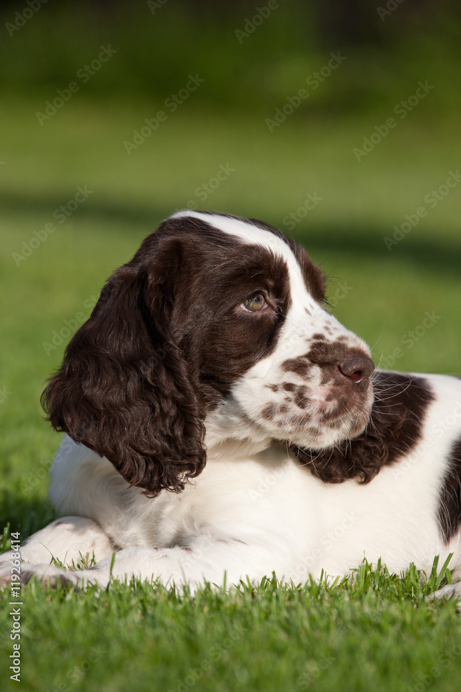 Portrait of nice puppy - english springer spaniel Portrait of nice puppy - english springer spaniel