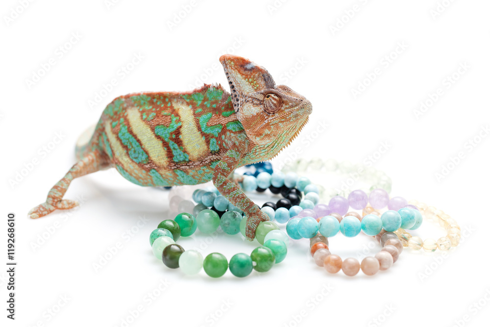 Fototapeta premium Beautiful chameleon with natural stone bracelets
