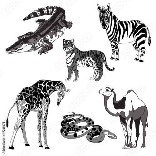 vector illustration giraffe, zebra, crocodile, camel, snake and tiger. black and white and gray.