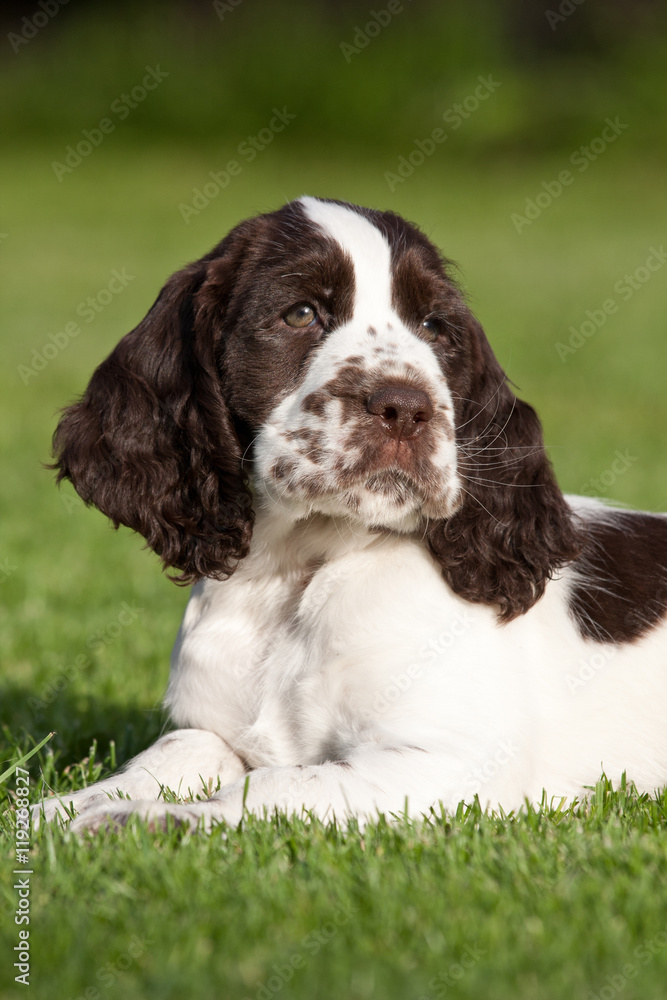 Portrait of nice puppy - english springer spaniel