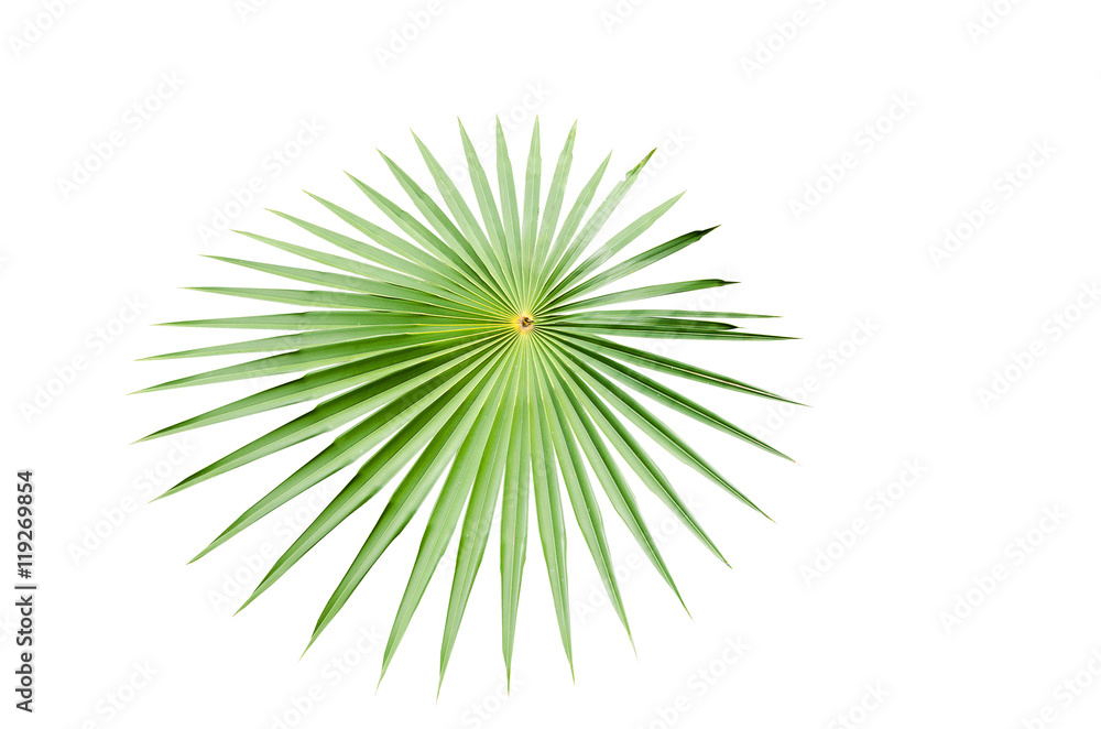 Palm leaf isolate photo