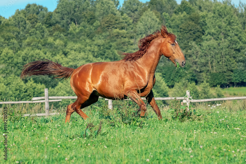 Fototapeta premium Red horse on grass field