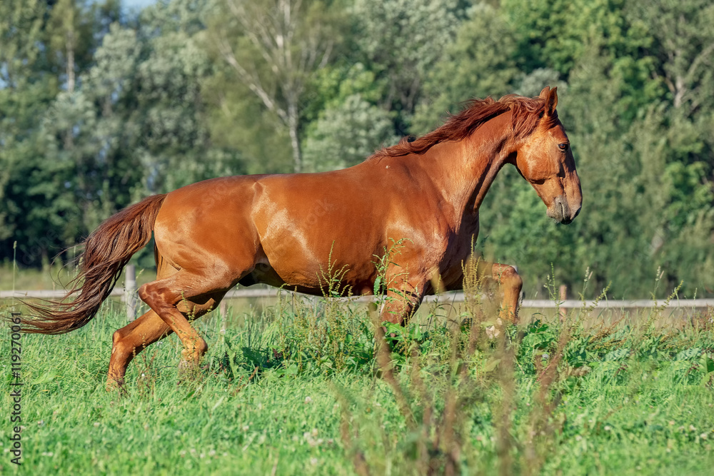 Fototapeta premium Red horse on grass field
