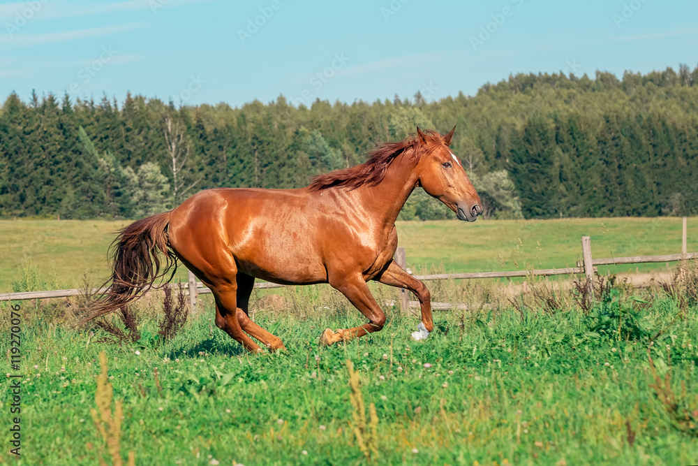 Fototapeta premium Red horse on grass field