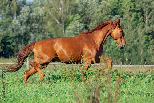 Red horse on grass field