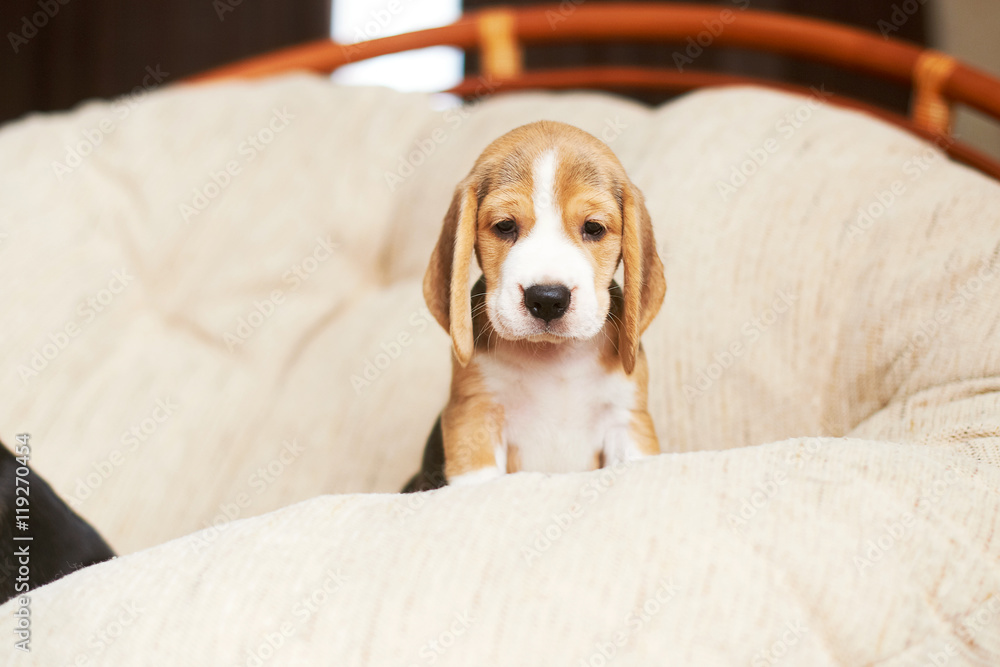 Beagle puppy at home Beagle puppy at home