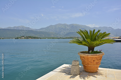 A palm plant looks out over Kotor Bay, Montenegro. 