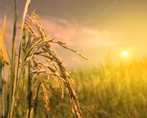rice field