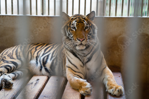 Fototapeta Naklejka Na Ścianę i Meble -  tiger in cage