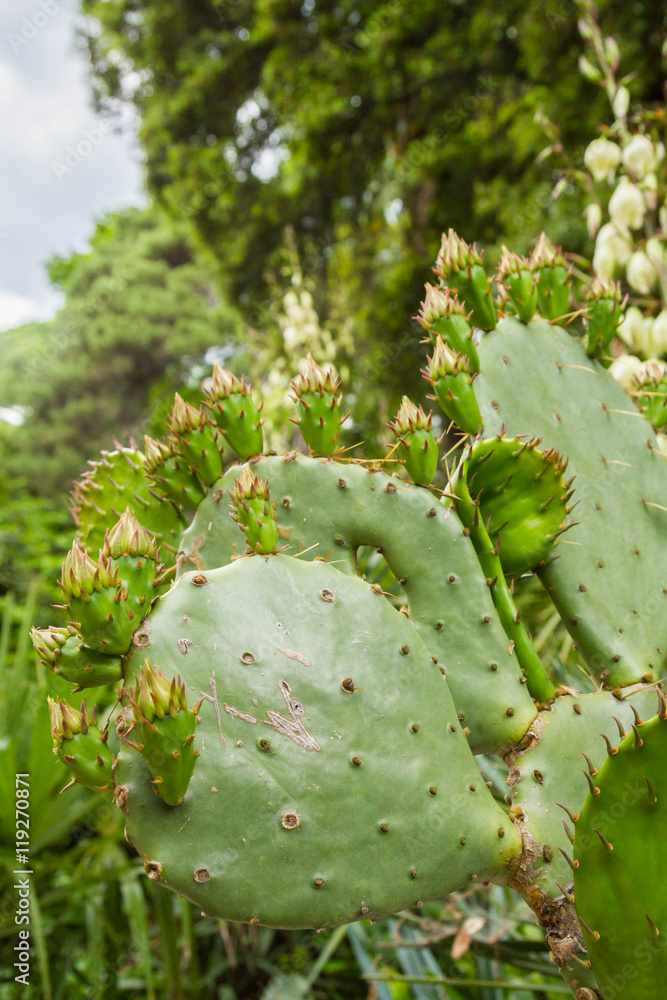 Cactus in the garden in summer Cactus in the garden in summer