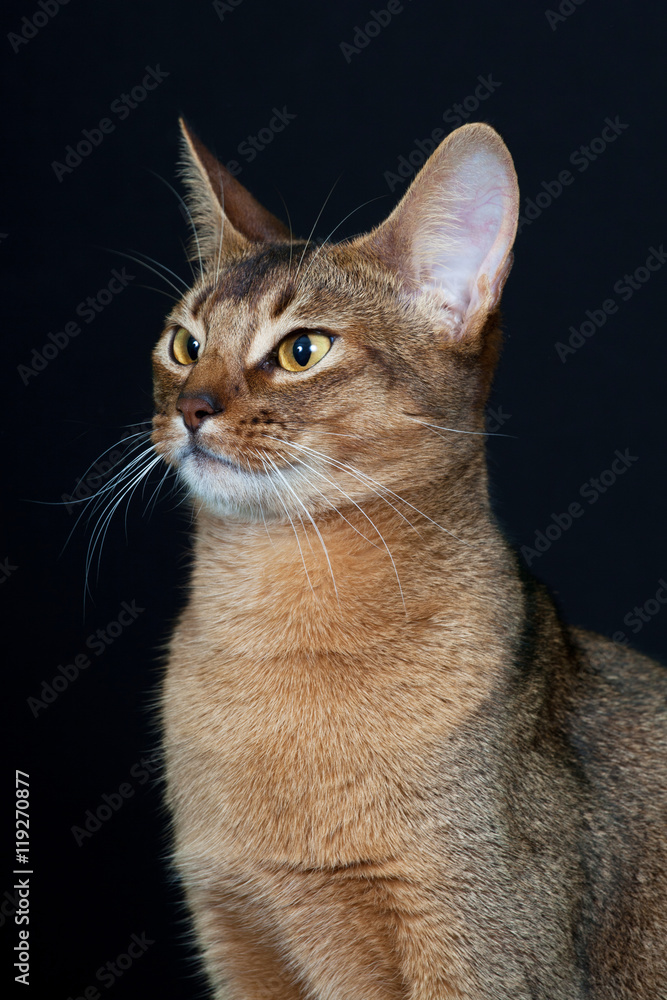 Portrait of nice cat on black background - abyssinian cat