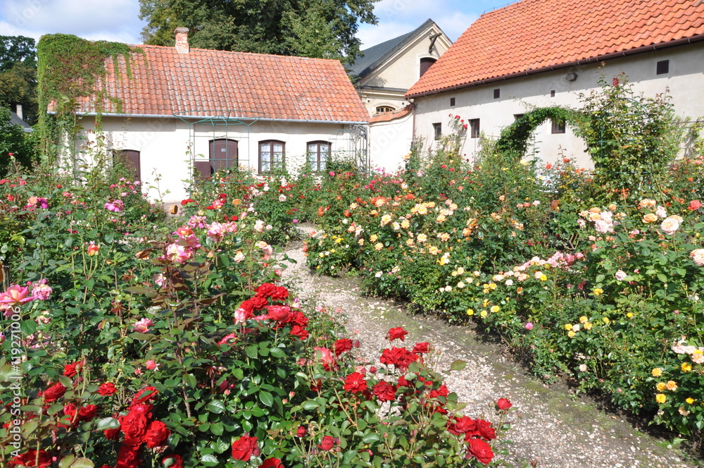 Obraz premium Rose garden