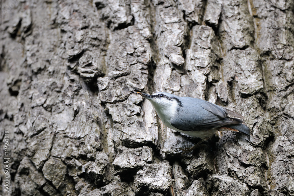 Obraz premium Nuthatch with a feed