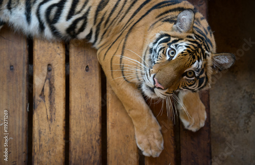 Fototapeta Naklejka Na Ścianę i Meble -  bengal tiger