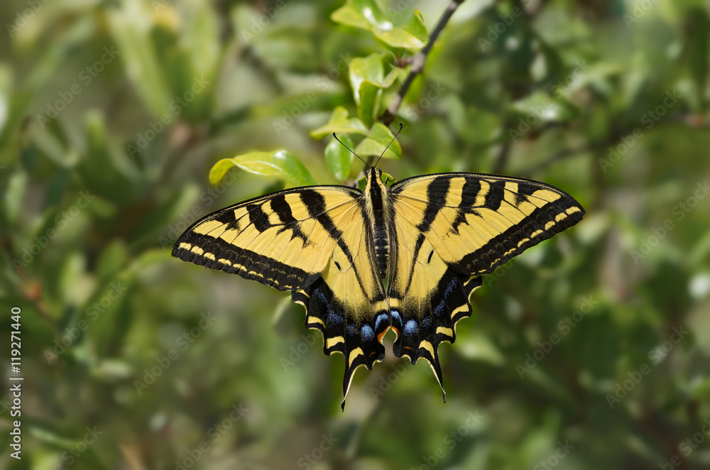 Naklejka premium Western Tiger Swallowtail (Papilio rutlus) butterfly.
