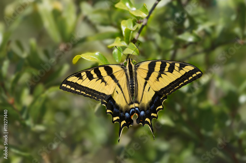 Western Tiger Swallowtail (Papilio rutlus) butterfly.