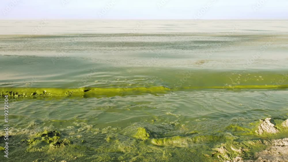 Polluted water in lake or river has intensive green color. Algal bloom is a result of environmental pollution that leads to global warming and climate change on the Planet. Green waves are crushing. Polluted water in lake or river has intensive green color. Algal bloom is a result of environmental pollution that leads to global warming and climate change on the Planet. Green waves are crushing.