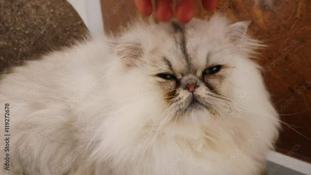 Cute persian cat
Cute persian cat