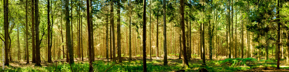 Naklejka premium Panorama lasu w słońcu