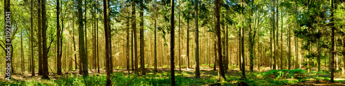 Fototapeta Naklejka Na Ścianę i Meble -  Wald Panorama bei Sonnenschein