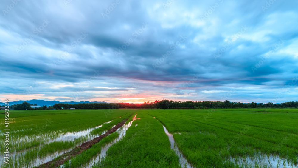 the green rice farm at northern phrae thailand