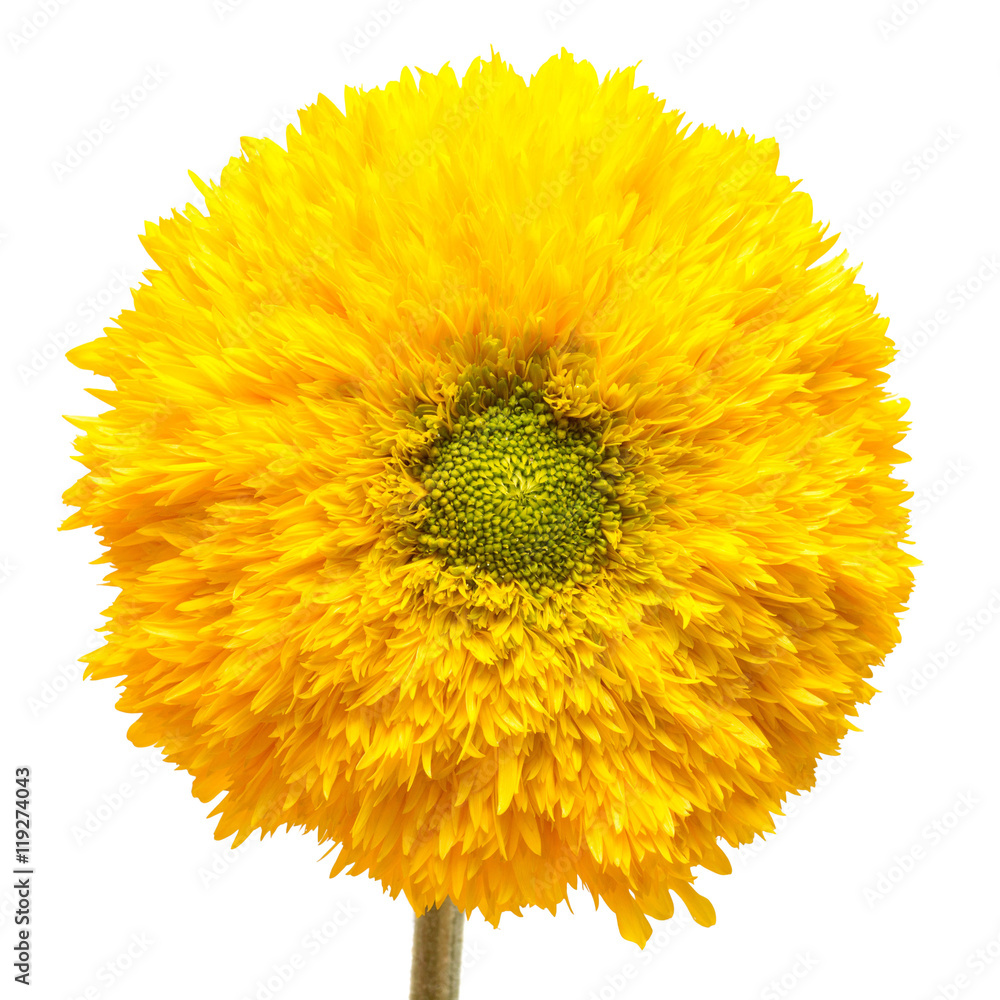 Obraz premium Flower. Sunflower Teddy Bear isolated on white background