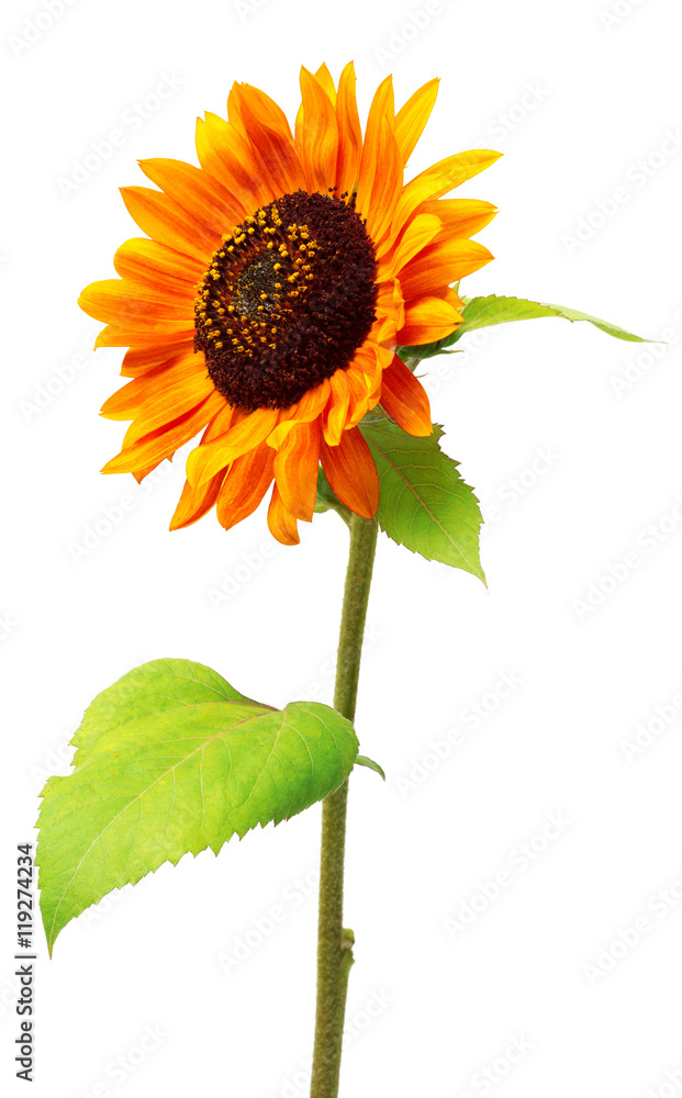 Fototapeta premium Red flower sunflower isolated on a white background