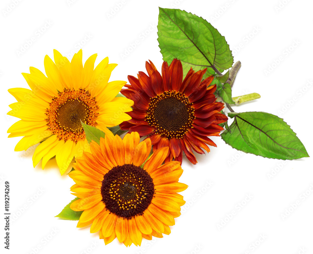 Obraz premium Bouquet of sunflowers flowers