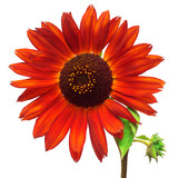 Red flower sunflower isolated on a white background